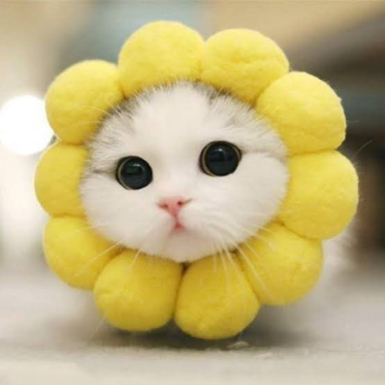aommmjkndnosw's tweet photo. Ok! I give up
You are a cat not samoyed🥰 ㅋㅋㅋㅋ
#WeAreWithDaniel
#강다니엘_사랑해
@danielk_konnect https://t.co/P2FbnuUMQI