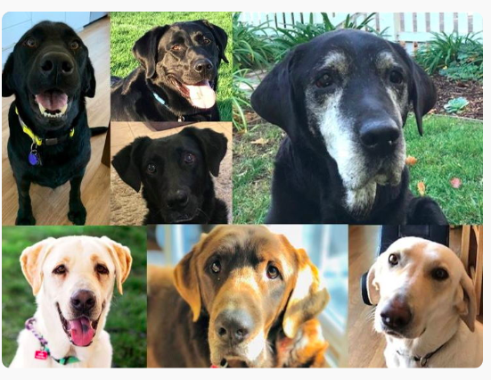 GG_Lab_Rescue's tweet photo. We provide the medical care that these wonderful rescued angels need for them to thrive in their new loving homes. We appreciate your consideration in helping us help them! #GivingTuesday #lovelabs https://t.co/m2DCTREKlP https://t.co/iOnGXKsdsj