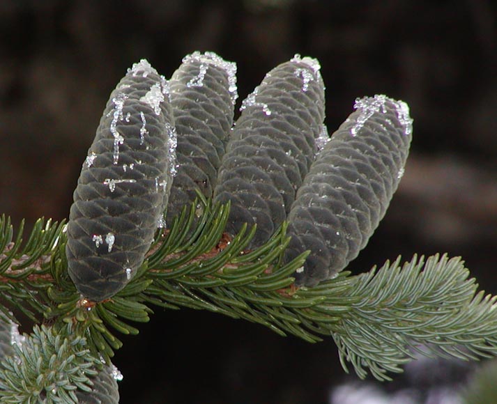 cfri_csu's tweet photo. After being re-classified and re-named multiple times, Pseudotsuga is now a genus all its own, separate from pines (Pinus) and true firs (Abies). Remember, true fir cones stick up!
#forestrestoration #Douglasfir #Coloradotrees #ColoradoForestRestorationInstitute #whatsinaname https://t.co/b3MMfeKavv
