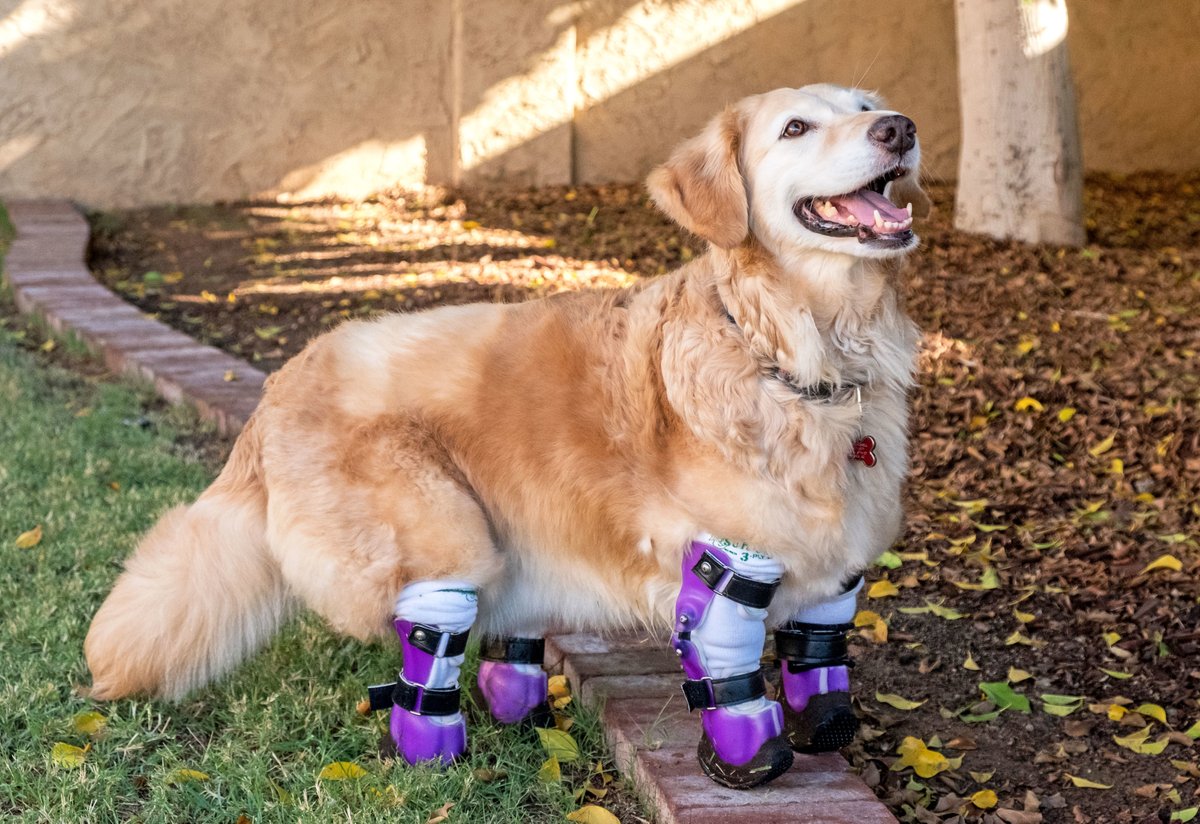 Get ready to be inspired by these adorble animals with disabilities! #IDPD2019 #IDPD