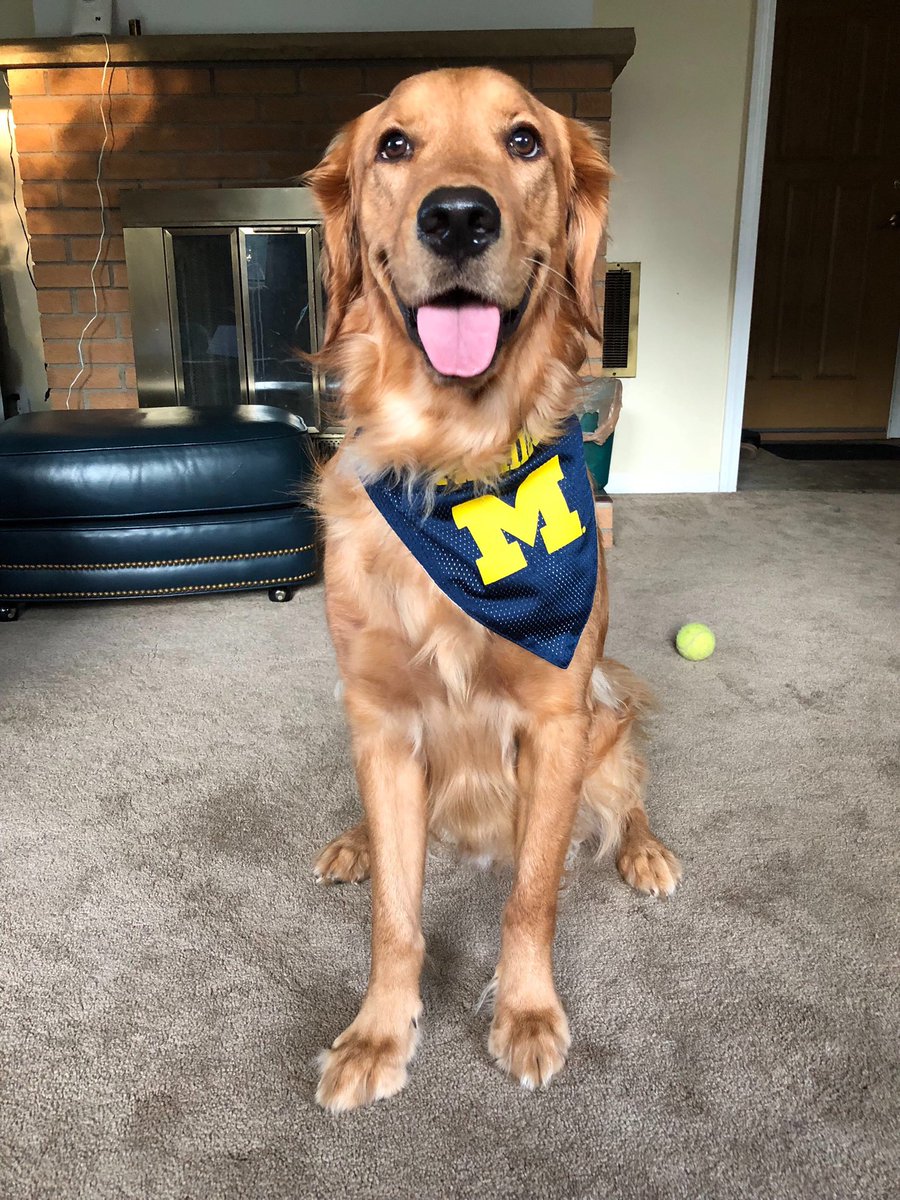 Just a good boy on game day! #givingblueday consider donating to the University of Michigan Concrete Canoe team, link below givingblueday.org/pages/challeng…