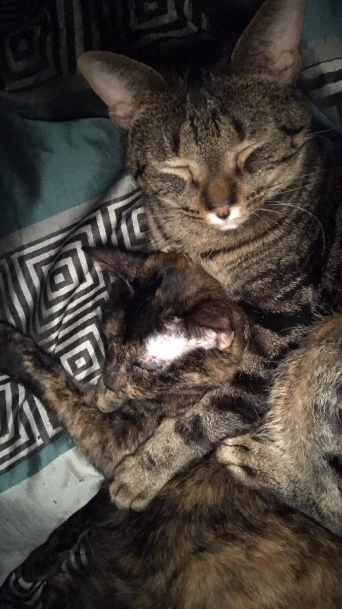 Farreon's tweet photo. Stormi and buyo trying to stay warm ❤️ https://t.co/C2xZrGXtJr