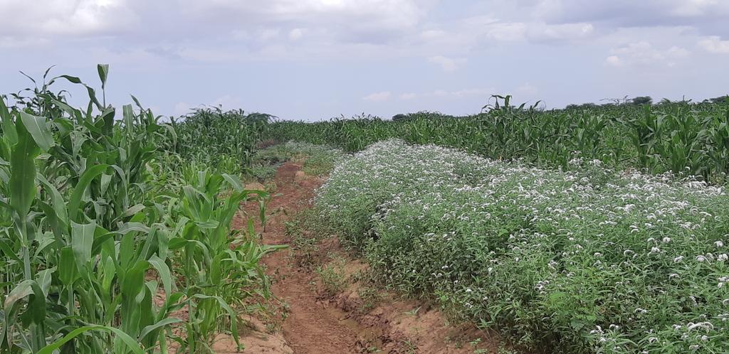 Trainees of previous international short course on FBFS <a href="/MekUniETH/">Mekelle University</a> are applying  the knowledge &amp; skills they gained to change deserts into green patches in arid &amp; semi-arid lowlands of East Africa. 50 ha flood irrigated pilot Sorghum field at Kolioro, Turkana, Kenya. Thumbs up!!