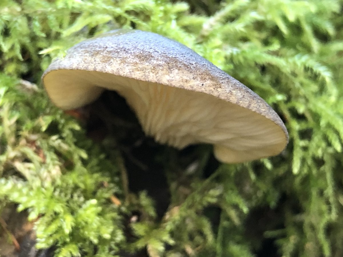 myfav90_s's tweet photo. Olive oyster mushroom aka herald of winter #oystermushrooms #heraldofwinter #mushrooms #fungi #fungus #woodland #woods #forest #yrees #moss #liverwort #Autumn #winter #nature #goodforthesoul #NaturePhotography #photography #windermere #LakeDistrict #Cumbria https://t.co/VHtizgZiHy