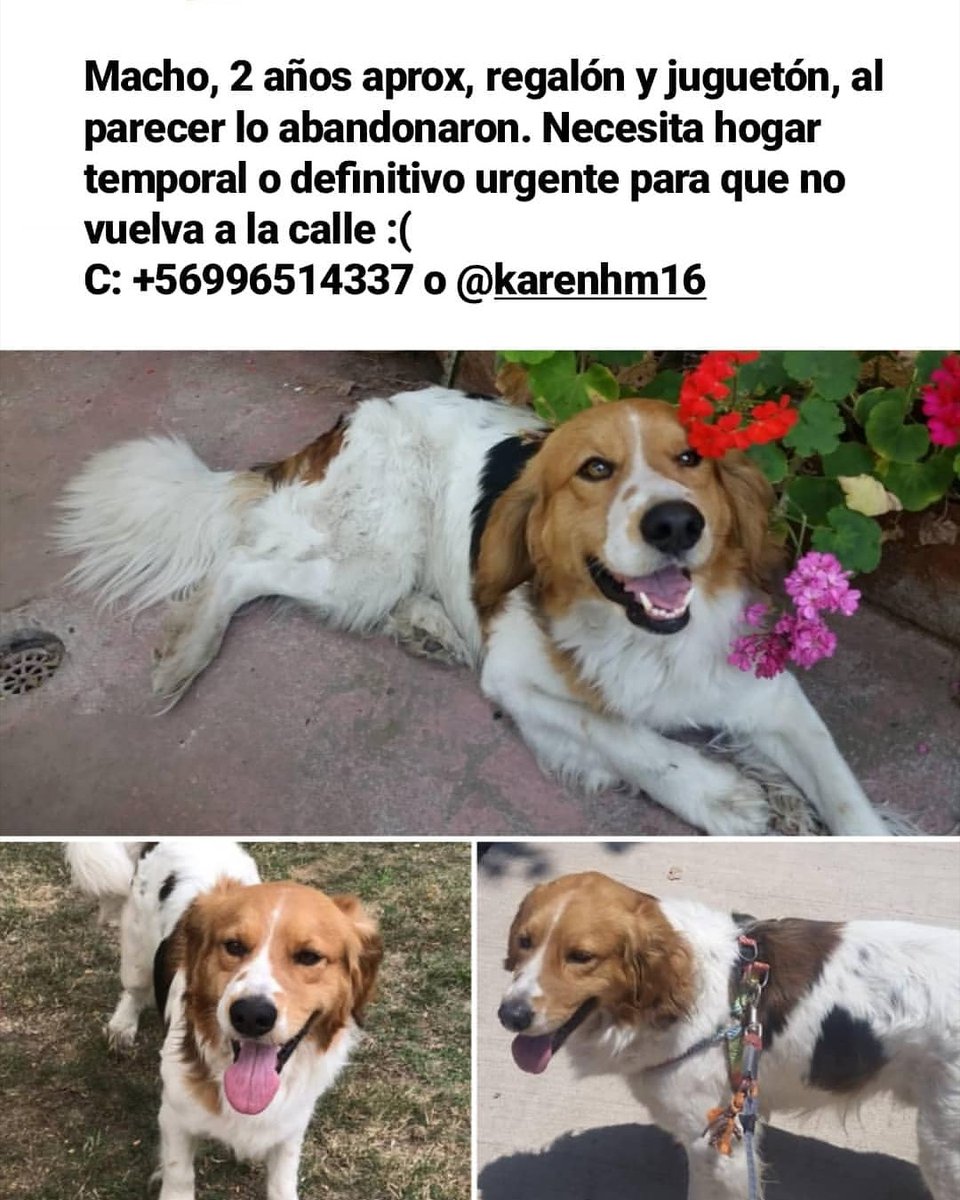 X fa RT, no puede volver a la calle 💔
<a href="/javilazcano_/">javiera Lazcano</a> <a href="/kattykowaleczko/">Katty Kowaleczko</a> 
<a href="/NLiberona/">Nayaret Cuellar Liberona</a> <a href="/chileanimalista/">Chile Animalista</a> <a href="/animalronald1/">Ronald Leblebici Garo</a> @MarciaVargasS <a href="/LindoGatitoAdop/">Lindo Gatito Adopta</a> <a href="/carolinapinoc/">Caro 🌲 C.</a>
