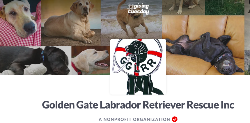 GG_Lab_Rescue's tweet photo. Matching donations ALL DAY!  Please help us reach our goal today so we can help find forever homes for so many great labs/lab mixes!  https://t.co/rYH0WvTRqn https://t.co/WsUSMDosAp