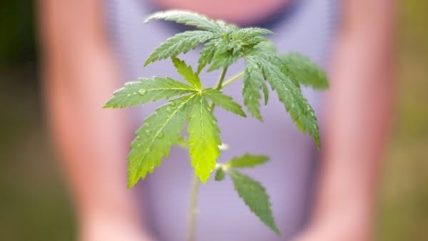 Medical Cannabis is considered life-changing for patients with multiple sclerosis, nausea and vomiting associated with chemotherapy, and those with treatment-resistant epilepsy. This is what #MedK aims to achieve with the use of blockchain technology.
🌐medkan.eu