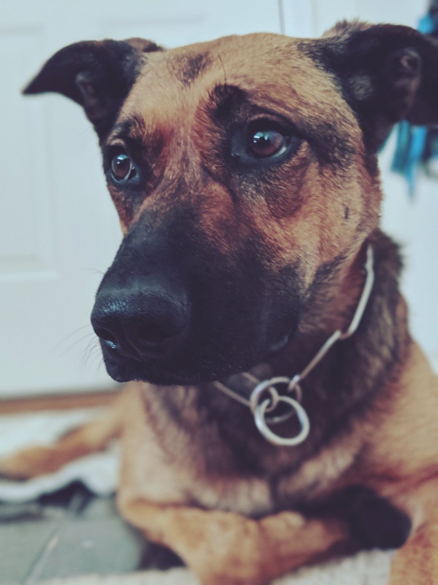 It is with a weary heart that I must announce Dad has accepted a new position out of state. I will continue to serve <a href="/UNLPD/">Safety at Nebraska</a> and will hopefully get extra treats for training my new handler. Thank all of you for your support from the beginning.