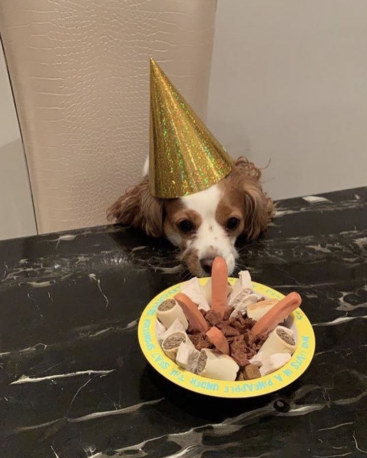 Bbokari феликс. крис бан чан. собака чана. порода собаки бан чана берри. феликс stray kids 2020 милый.