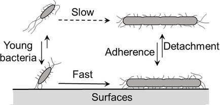 ChemBioChem's tweet photo. #Cellwall-targeting #antibiotics make #lagphase #bacteria form surface-mediated filaments/#biofilms (Duncan @UpstateNews, Luk @SUChemistry) https://t.co/JMeQ6ZdUWK https://t.co/QsMdMNoT9B