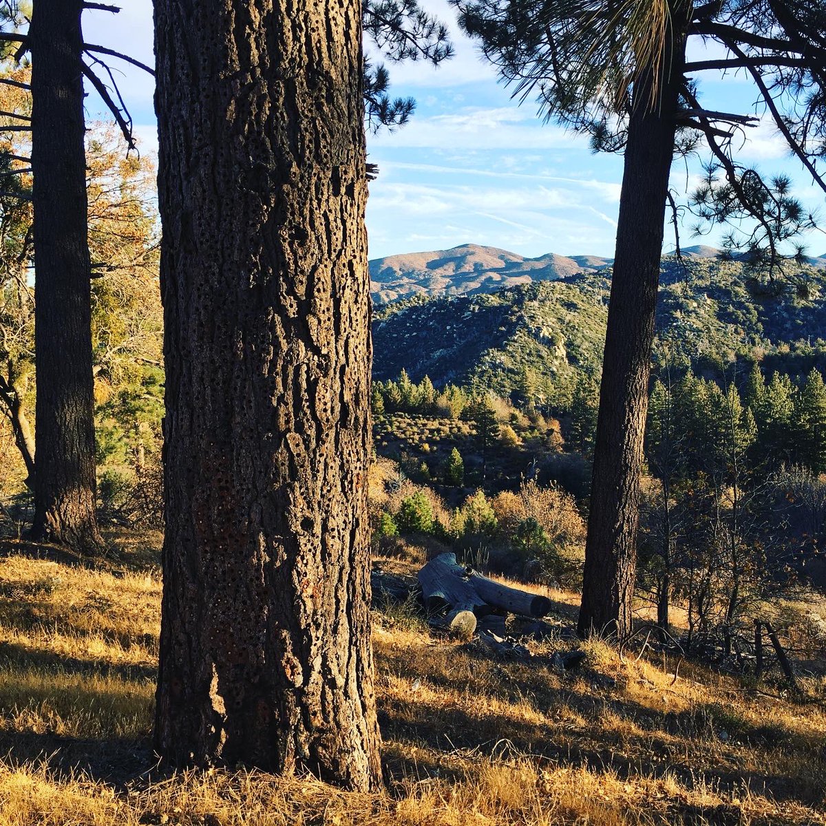 bonsaidesign's tweet image. A new Bonsai Design project in the works for the Boy Scouts of America in CA!  Looks like another kind of visitor is curious about what we have planned... #bonsaicrewrocks #bonsaidesign #canopytour #zipline #bsa #california #mountainlion 📸: @nicrley