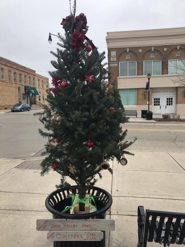 SaukValleyBank's tweet photo. A rather cold day, but you can't keep us away from some holiday tree decorating fun! Thanks to Conifera Tree Farm who donated the trees along Ayer street in Harvard, including our SVB tree! https://t.co/FlHkFGtR3n