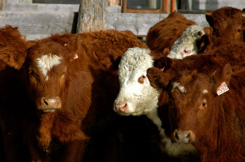 There are a number of steps producers can take to ensure that #cattle maintain relatively high levels of feed intake while on high-grain rations. Nutrition with John McKinnon. canadiancattlemen.ca/2019/12/02/fee… #cdnag