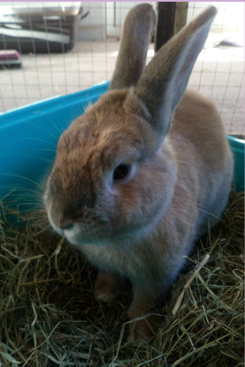 smallfurries's tweet photo. Zoey just loved her hay! To stay happy, hoppy and healthy, rabbits should eat their own size in hey everyday https://t.co/VfTbPcvVvZ  #rabbits #bunnies #rabbitwelfare #bunnywelfare #rabbitsofinstagram #rabbitsoftheworld #babyrabbits #rescuerabbits #bunnies https://t.co/8qpub4geUg