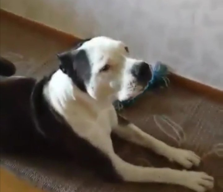 Cuiet426's tweet photo. Idag fick du somna in Bull
Vila i frid älskade Vän
2005.07.16—2019.12.03

#HundenBull #BullTheDog https://t.co/8czalSMPES