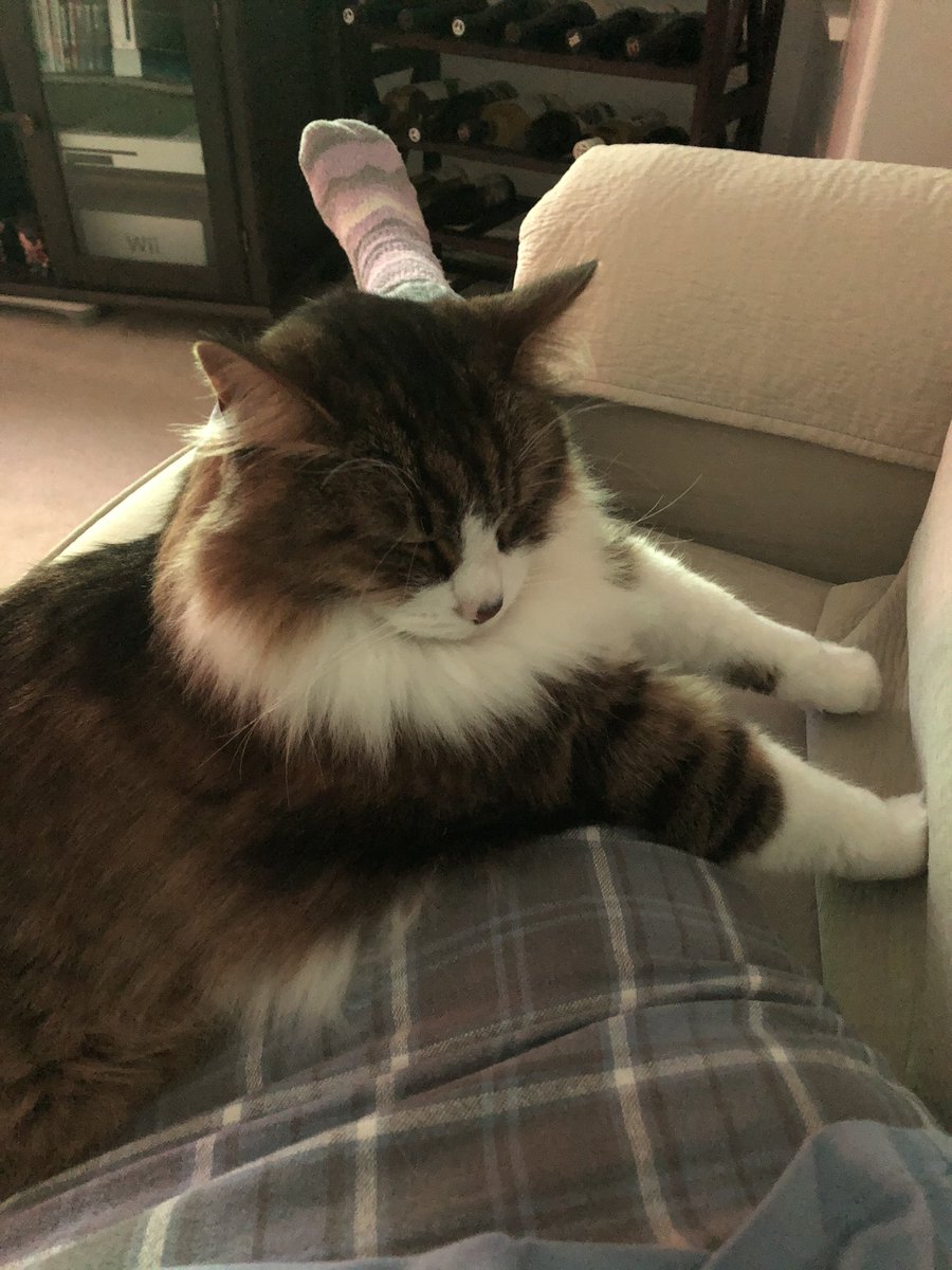 ilovetofuzz's tweet photo. Mom can’t understand how I can be comfortable with my straight legs .... https://t.co/9vNcGfJKS9