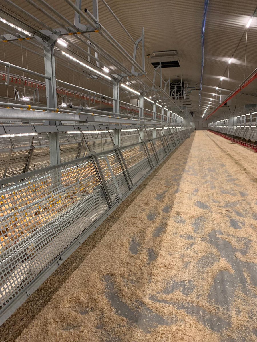 Poultry Care and Support tweet media