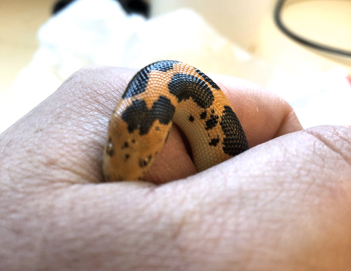 markowenmartin's tweet photo. #BabyCarl is in the #MicrobialHouse. I’m trying not handle him until we get over this feeding issue, but I had to clean his terrarium. I love the “bashful” photo. #DailyCarl #EmotionalSupportSnake #WoeseIsMe #KenyanSandBoa https://t.co/yHwwswMSMw