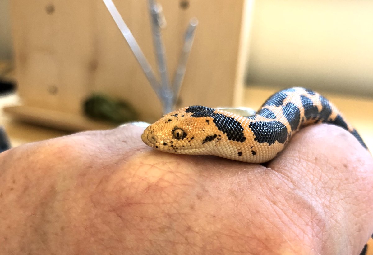 markowenmartin's tweet photo. #BabyCarl is in the #MicrobialHouse. I’m trying not handle him until we get over this feeding issue, but I had to clean his terrarium. I love the “bashful” photo. #DailyCarl #EmotionalSupportSnake #WoeseIsMe #KenyanSandBoa https://t.co/yHwwswMSMw