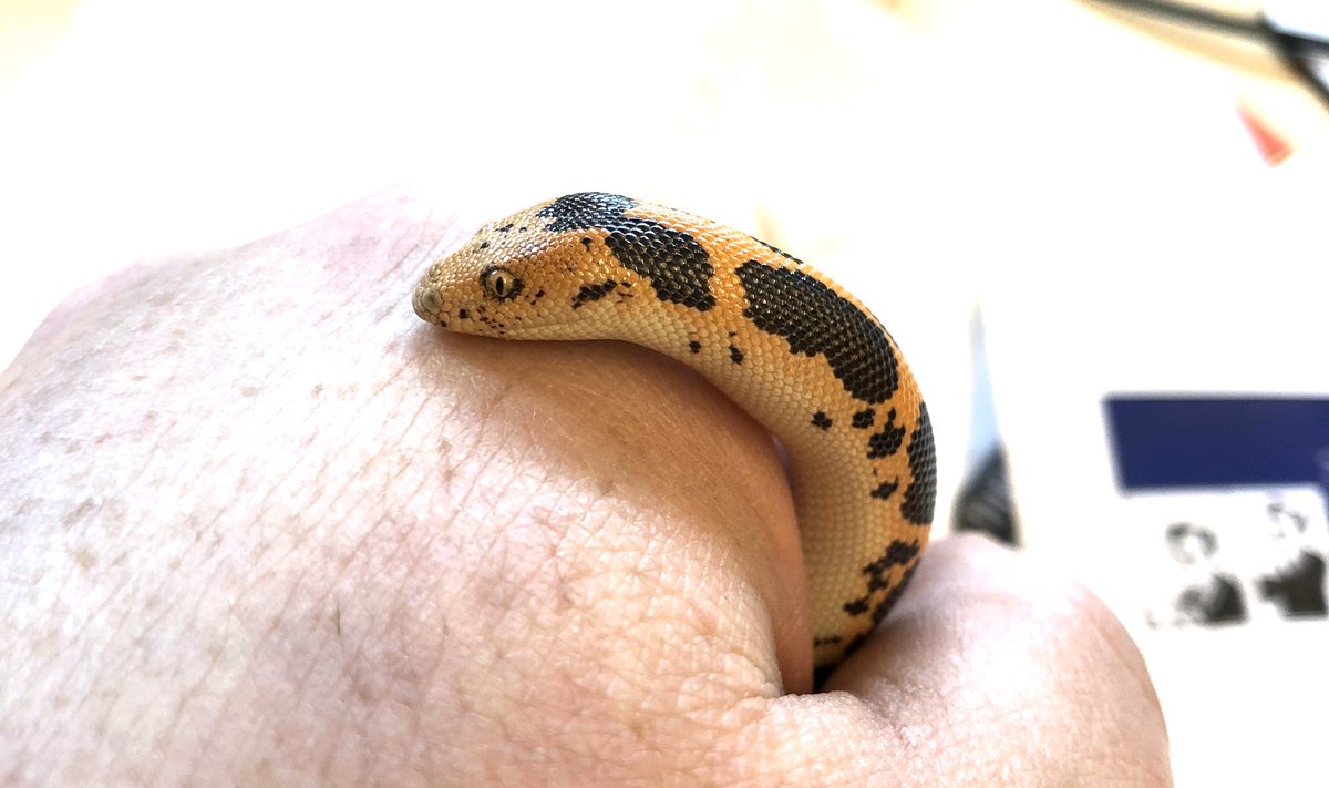 markowenmartin's tweet photo. #BabyCarl is in the #MicrobialHouse. I’m trying not handle him until we get over this feeding issue, but I had to clean his terrarium. I love the “bashful” photo. #DailyCarl #EmotionalSupportSnake #WoeseIsMe #KenyanSandBoa https://t.co/yHwwswMSMw