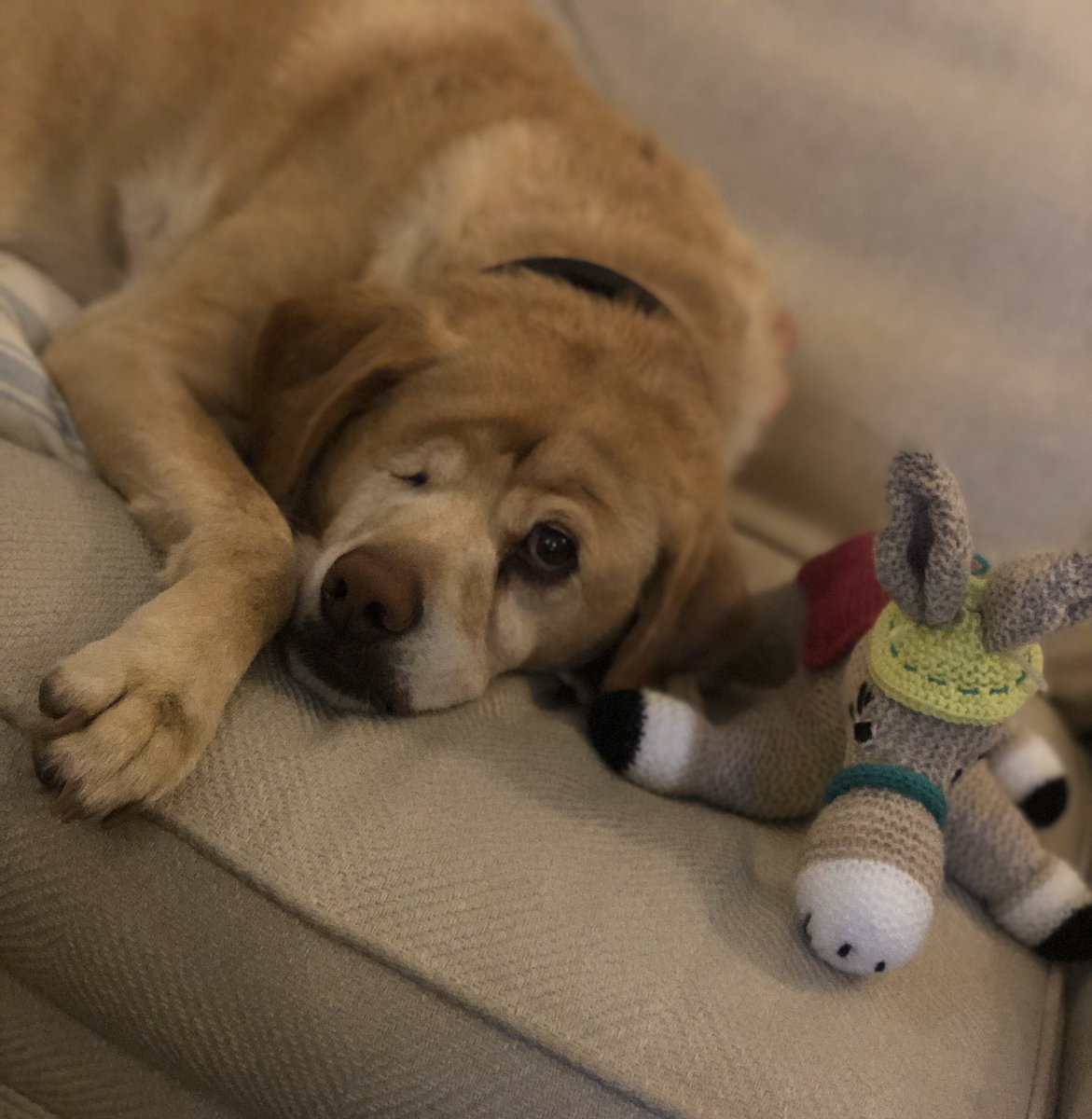 Oliver is loving the ‘Yorkshire Vet: Donkey Day Out’ with his <a href="/DonkeySanctuary/">The Donkey Sanctuary</a> mascot! <a href="/helptheanimals/">Help the Animals</a> on <a href="/channel5_tv/">Channel 5</a>  NOW!! 😃🦄 #HelpTheAnimals