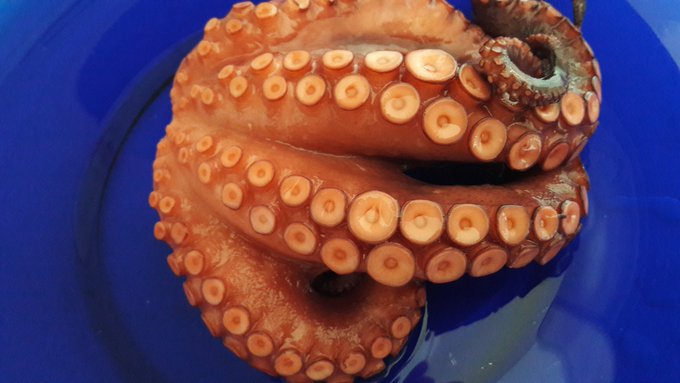 NVWA_Import's tweet photo. #Octopus (octopus spp.) heeft 8 armen met 2 rijen zuignappen. #Muskus (Eledone moschata) heeft 8 armen en 1 rij zuignappen. De overeenstemming tussen certificaat, etikettering en product is een aandachtspunt omdat octopus een hogere commerciële waarde heeft➡️
commerciële #fraude https://t.co/gl66aTW0Gm