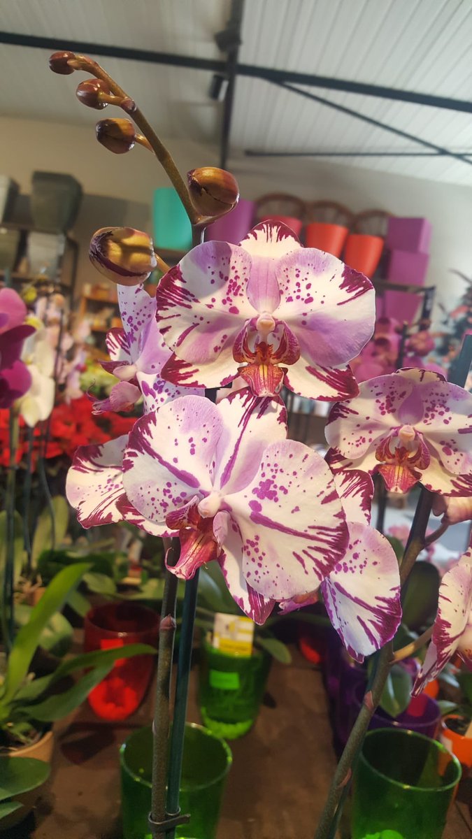 Orquídeas 👌

#eldraguitogardencenter #tenerife #orquideas #orchids #phalaenopsis #orchidlovers #instaorchid
