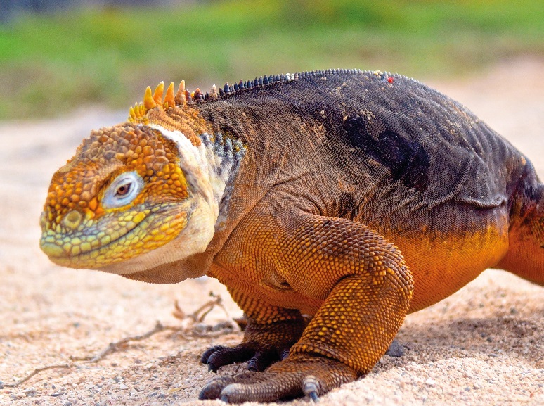 RevealedTravel's tweet photo. Revealed Travel are delighted to offer fantastic savings on selected cruises to the Galapagos Islands. Save hundreds of pounds on small-boat departures making a trip to the enchanted islands affordable.
https://t.co/zcB8v4LqTm https://t.co/WmB9b2wU7r