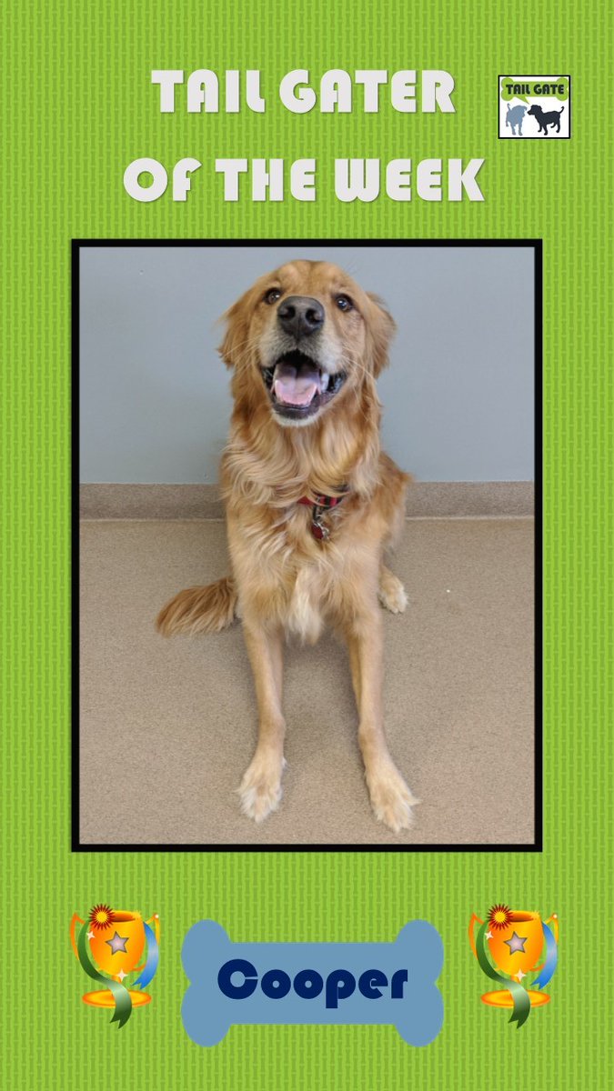 TailGateForDogs's tweet photo. Please join us in congratulating this week's Tail Gater of the Week, COOPER! Cooper is a very happy and energetic Golden Retriever. Cooper is one of the happiest boys you'll ever meet, he never stops smiling! #Tailgatefordogs #TGOTW #cooper #goldenretriever #golden https://t.co/Vj6hja8Mua