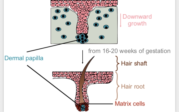 Strong mitochondrial bottleneck in each human💇‍♀️hair 💇‍♂️ &amp; increased variance in allele frequency with age. Read our paper royalsocietypublishing.org/doi/10.1098/rs… by first author A. Barrett from @PennStateHonors mentored by <a href="/Arbeithuber/">Barbara Arbeithuber</a>, with help from @A_A_Zaidi, Wilton, <a href="/ianpaulmd/">Ian Paul, MD</a>, <a href="/ras_nielsen/">Rasmus Nielsen</a>