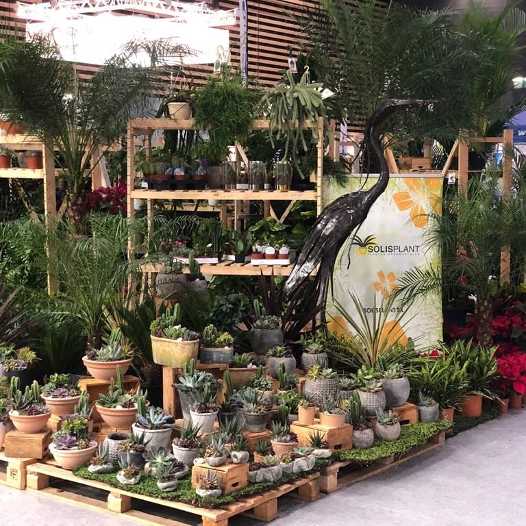 solisplant's tweet photo. El Domingo iniciamos nuestro viaje para asistir a @Paysalia 2019 en Lyon. Y nada más llegar nos pusimos a trabajar para tenerlo todo listo para hoy.
Contentos con nuestro trabajo. https://t.co/sPgCaFvGhh