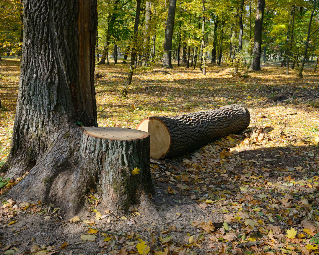 MarsamTree's tweet image. It’s #important to be #proud of the services that you provide. At #MarsamTreeService, we supply only the best #TreeCareCompany services. Give Us A Call at # (828) 266-0397 today! #TreeRemovalCompany #StumpGrinding #StumpRemoval #TreeTopping #Arden28704 bit.ly/2TTTHOS