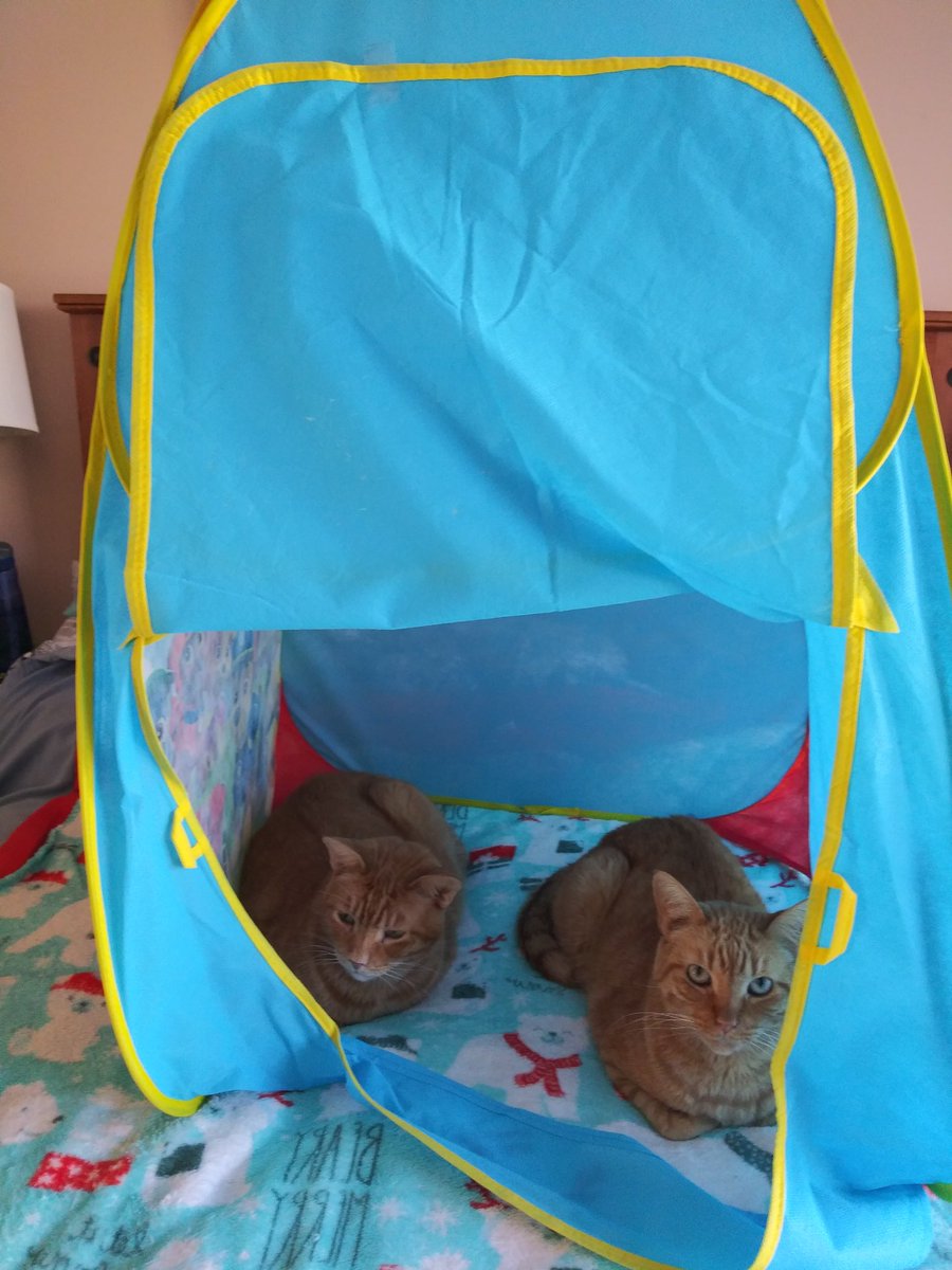 Cat Camping 😺