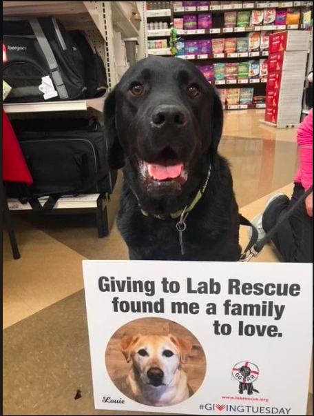 GG_Lab_Rescue's tweet photo. Why do you give back? Our animals give us love, warmth, and joy. Today is our day to show thanks by giving back. Your gift will help provide vet services, food,shelter to the labs who need a second chance to find a family to love.  #givingtuesday https://t.co/rYH0WvTRqn https://t.co/sBVMfXn314