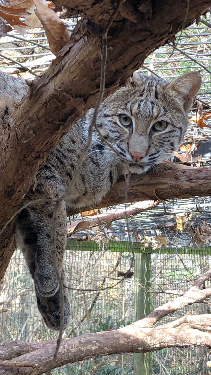 dpzoo's tweet photo. Cami-O #peekaboo #camithecat #lovedpz #sneakpreview https://t.co/ktZjBIrqIH