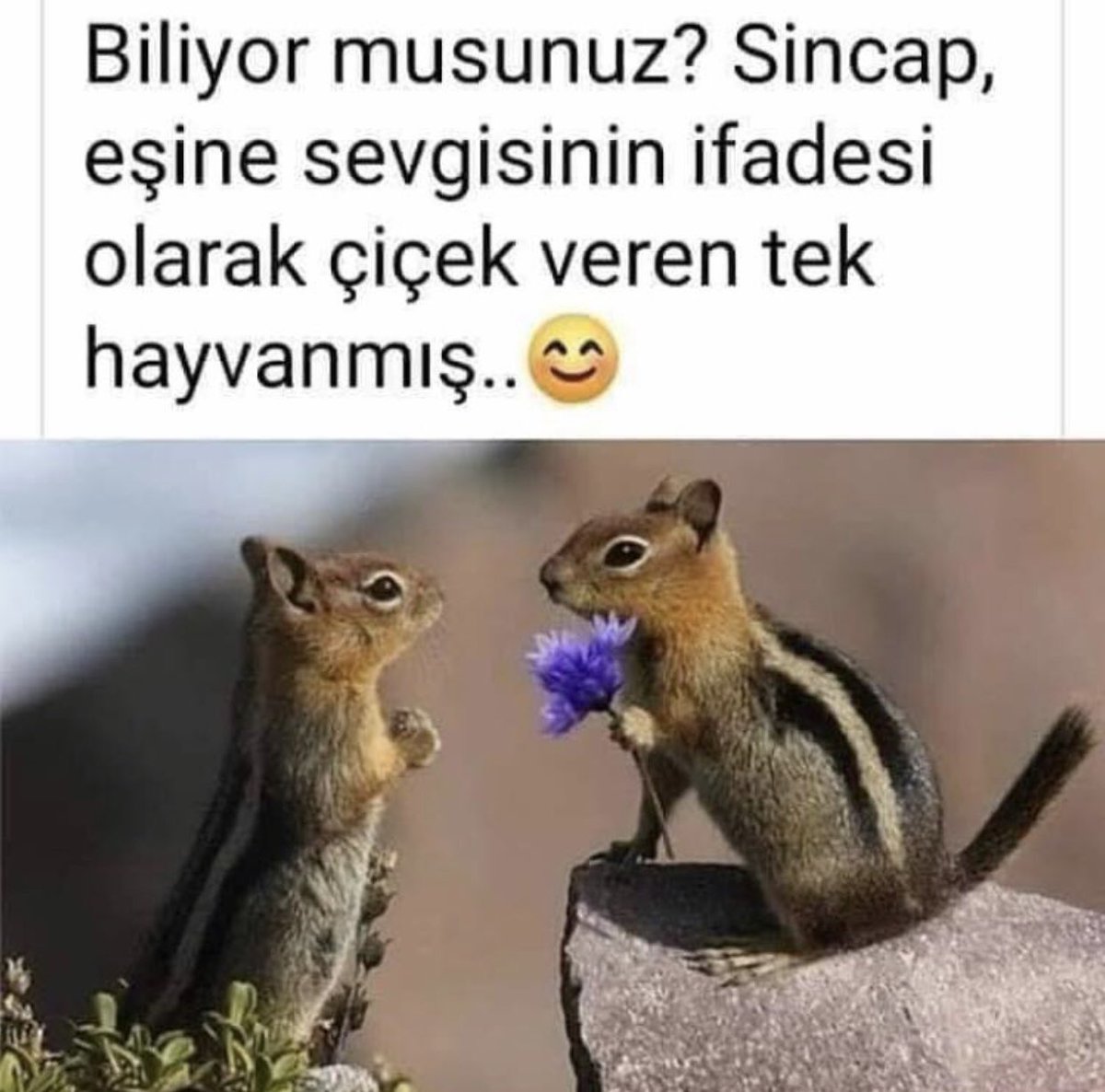 Cok tatlısınız ama 😘❤️