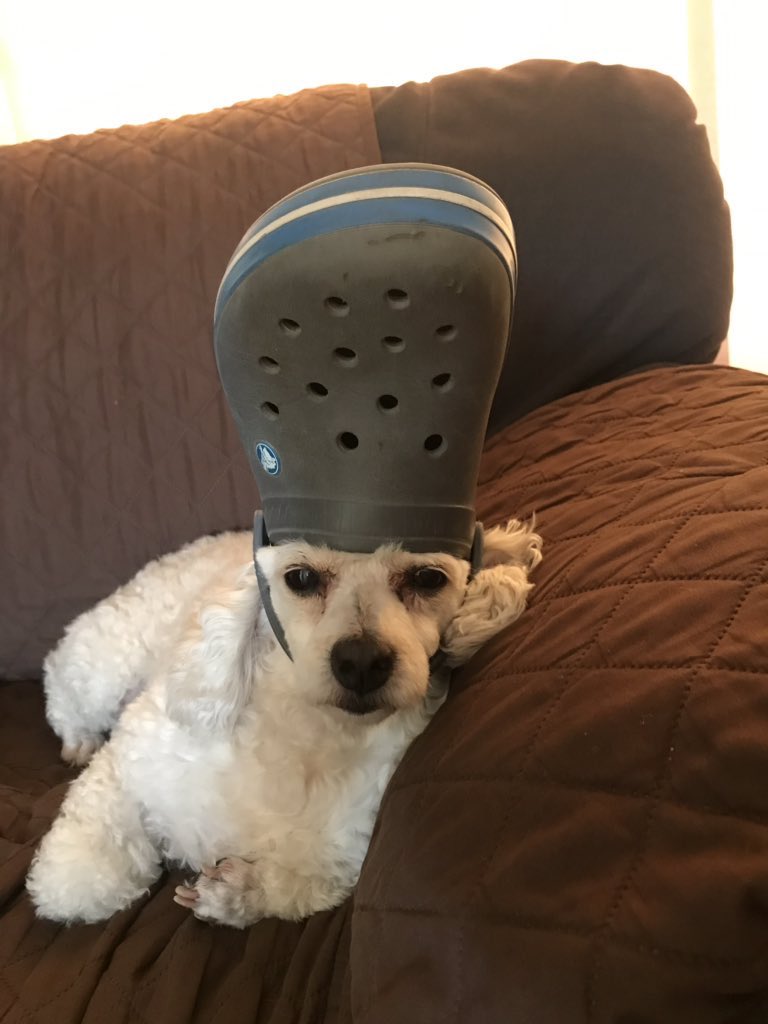 dog crocs