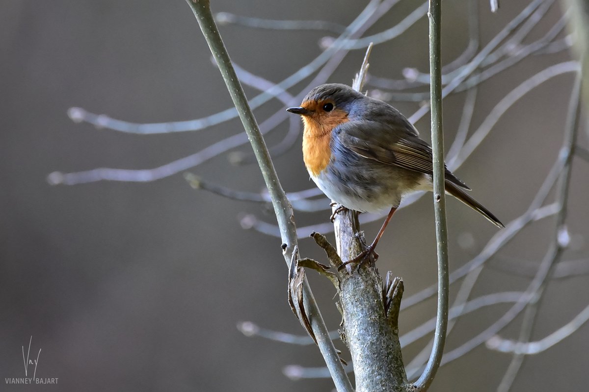 Renard Alpin On Twitter Nos Deux Oiseaux Sont Très