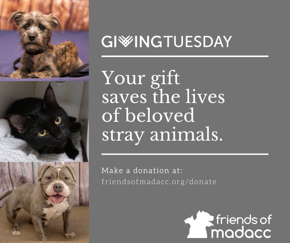 Your donation to Friends of MADACC helps: sponsor animal adoption fees; provide spay/neuter surgeries for low-income families; host shot clinics for the MKE community, and cover costly medical surgeries for strays in need. #GivingTuesday 

Donate now: friendsofmadacc.org/get-involved/d…
