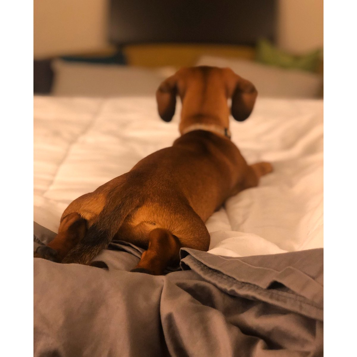 thehollymorgan's tweet image. This is what sitting on the corner of #awesome and #bombdiggity looks like 💣 🐕 😝