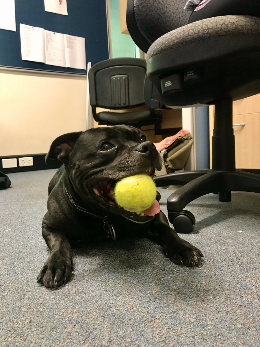 SarahEKessler_'s tweet photo. A cheery visit from an HMNS local celebrity, Thor. #workhardplayhard #pupsatwork
Thanks for bringing him by @andy_cress. https://t.co/uyWg8Hw9kw
