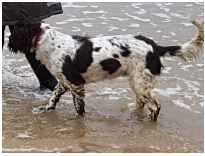 rosieDoc2's tweet photo. JUDY 1/12/19 #missing looks like maybe taken from owners property between 10.30am & 3.30pm #ESS (taken with #BedlingtonTerrier & #JRT ) liver&tan adult from #BarrowonTrent #Derby #DE73
https://t.co/01AIGVCEfI https://t.co/xid4DB1Xaa