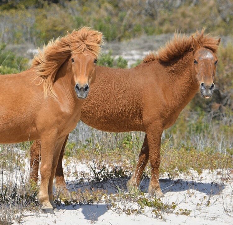 Two horses with wind blowing manes