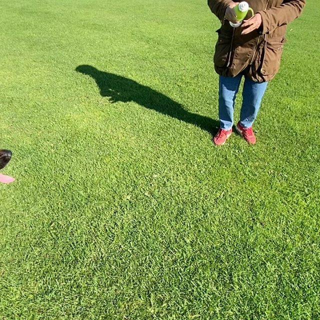 oliversean's tweet photo. Blue having a blast! 😊❤️🐕 #DogsBestFriend #germanshepherd #dogsofinstagram https://t.co/TvWjTphl0k https://t.co/wJwGtuuMeo