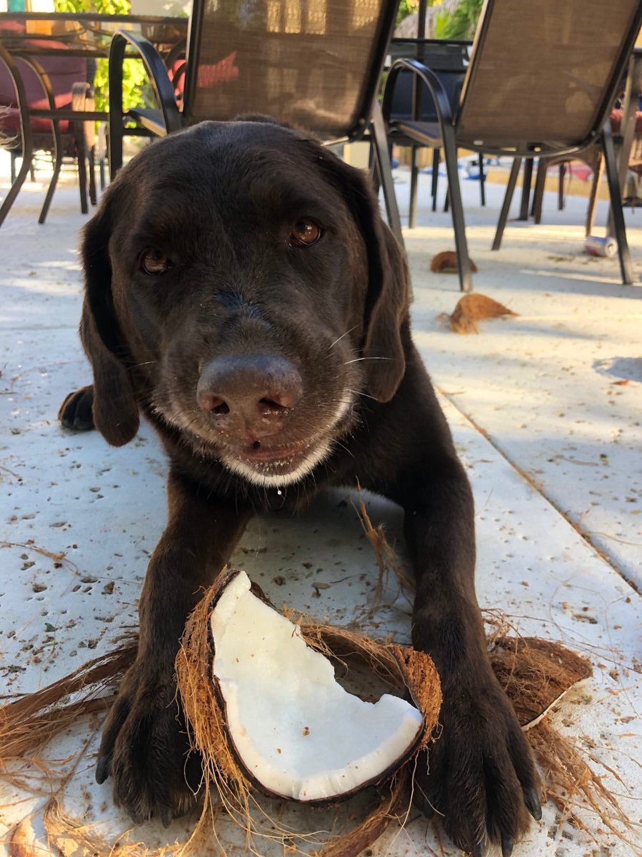 This is Jackson. She runs outside every time she hears a coconut fall off the tree. They’re her favorite thing in the world. 13/10