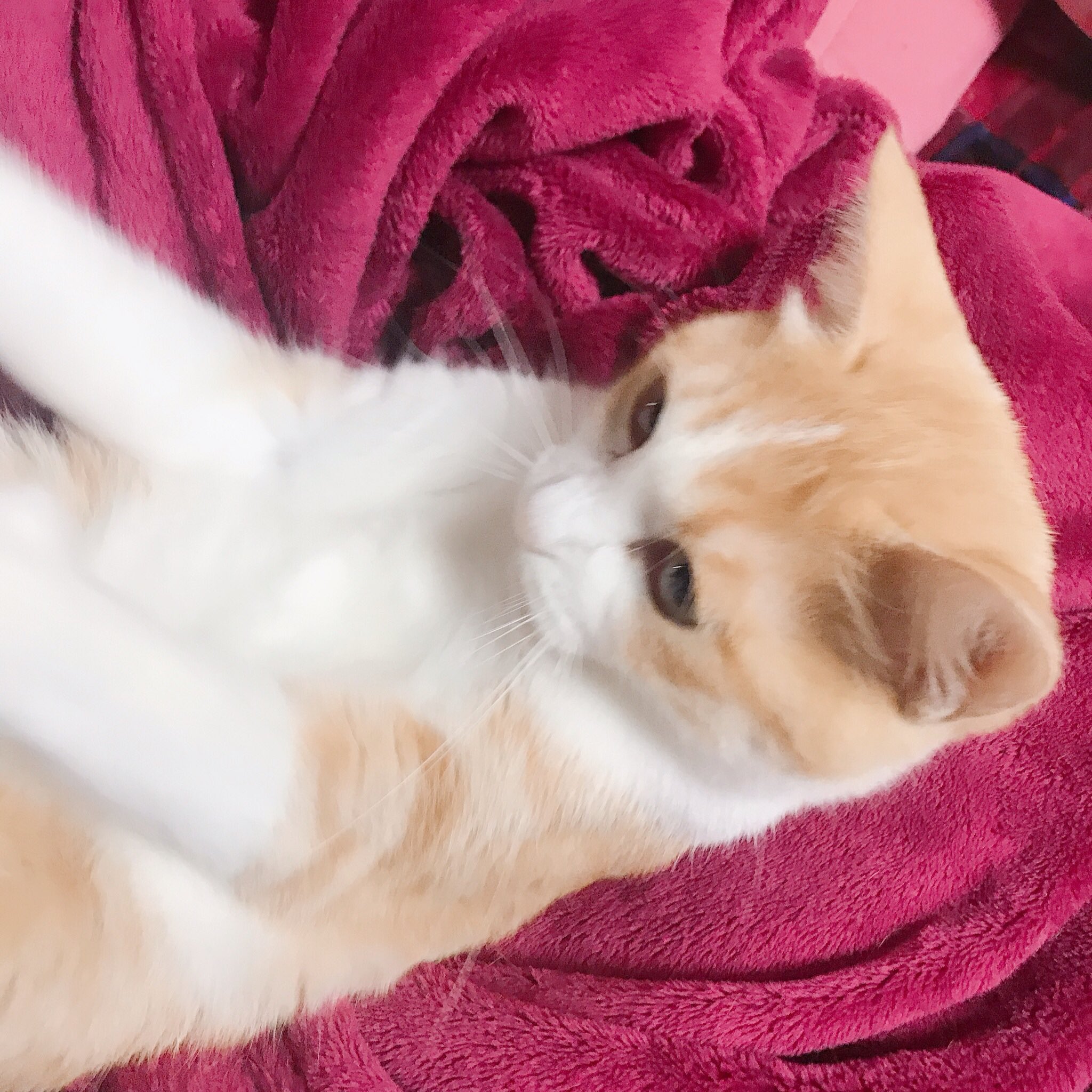 きら太🐈隠居 on X: 