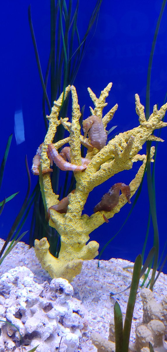 MySeamone's tweet photo. Tampa Aquarium was so interesting. I highly recommend it. https://t.co/4yYbQsGLjq