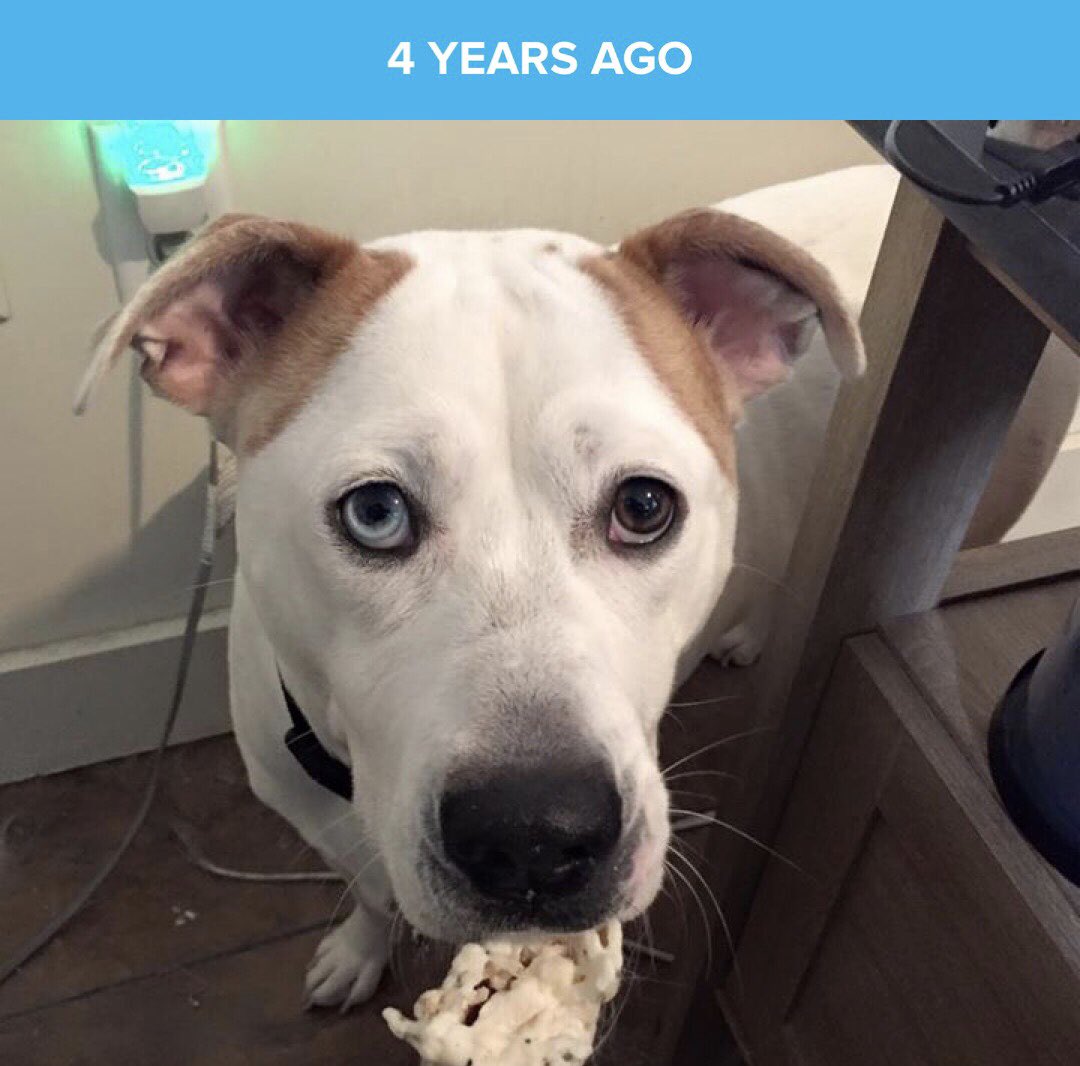 KatieROTS's tweet photo. Need good vibes please. My puppy goes in to get her toe removed tomorrow. I’m sure the surgery will go well just hope it’s not cancer or if it is removing the toe will fix her https://t.co/lMq9RgzE8G