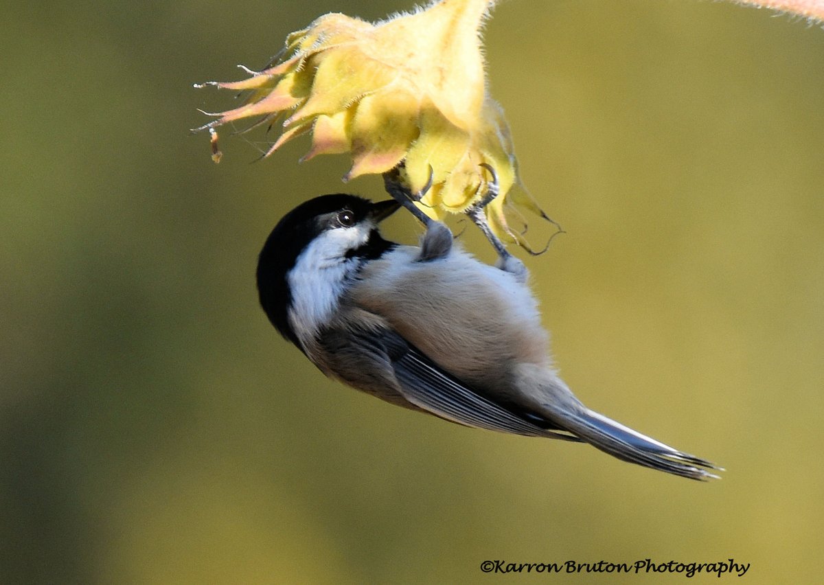 Nature has been for me, for as long as I remember, a source of solace, inspiration, adventure, and delight; a home, a teacher, a companion.  Lorraine Anderson