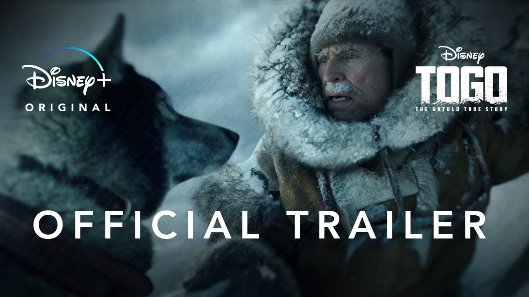 This is Togo, the mischievous pup turned sled dog legend. His heroic journey across Alaska will never again be forgotten. He's 14/10 and his story will finally be told December 20th on @DisneyPlus #DisneyPartner